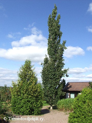 Populus tremula 'Erecta'